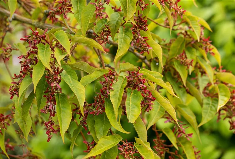 Acer davidii 'Serpentine'