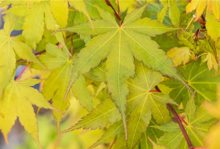 Acer palmatum 'Sangokaku'
