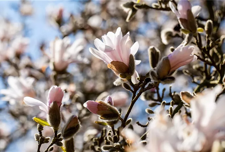 Magnolia x loebneri 'Pink Perfection'