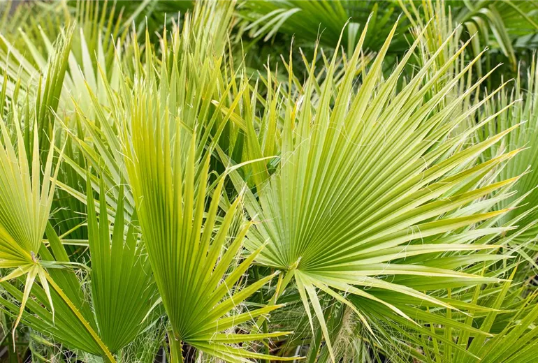 Washingtonia filifera