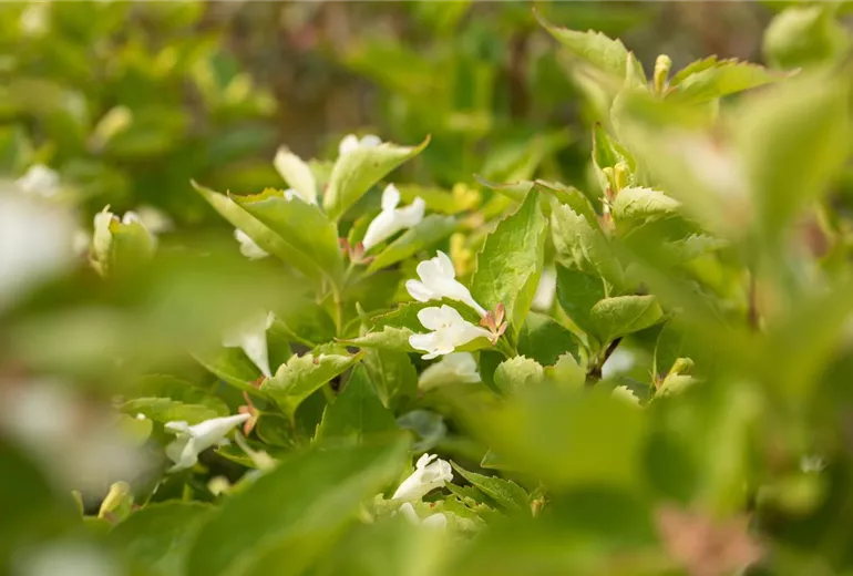 Abelia spathulata