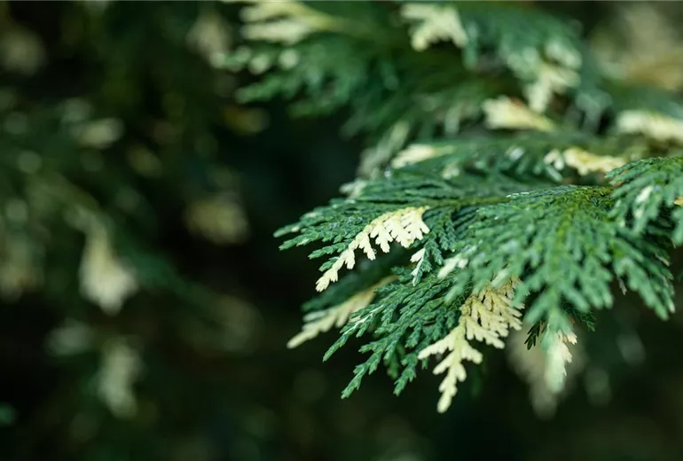 Chamaecyparis nootkatensis 'Variegata'