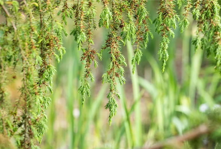 Juniperus communis 'Horstmann'