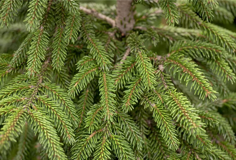 Picea orientalis 'Aureospicata'