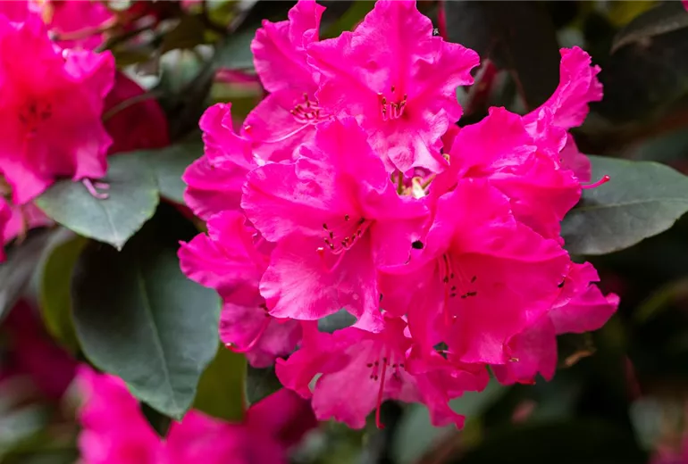 Rhododendron yakushimanum 'Esprit'