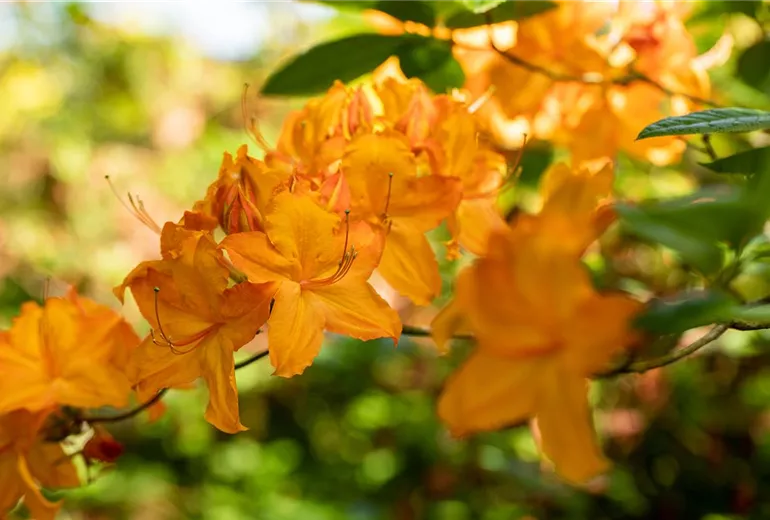 Rhododendron luteum 'Fireglow'