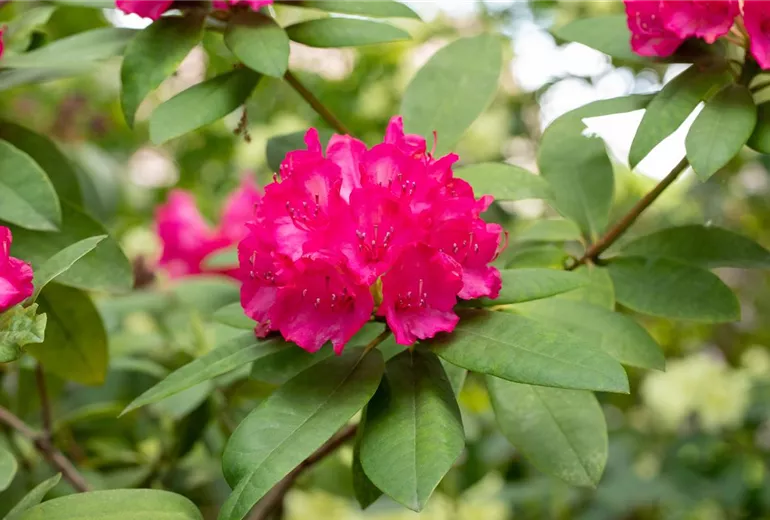 Rhododendron 'Roseum Novum'