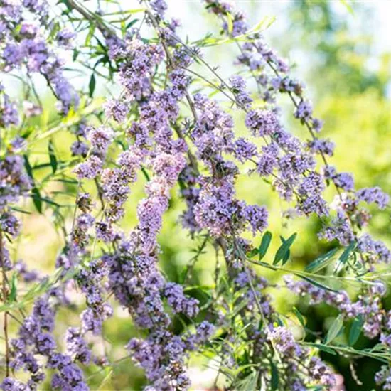 Sommerflieder im Garten als Schmetterlingsmagnet