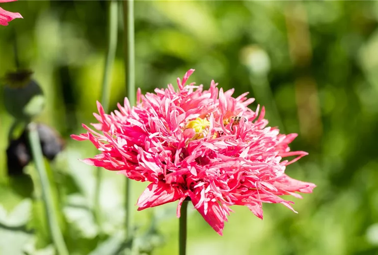 Papaver somniferum var. paeoniflorum