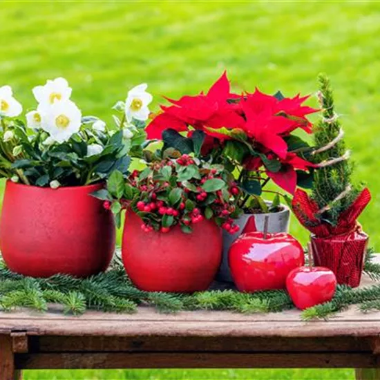 Mit den besten Pflanzen zu Weihnachten festliche Stimmung schaffen
