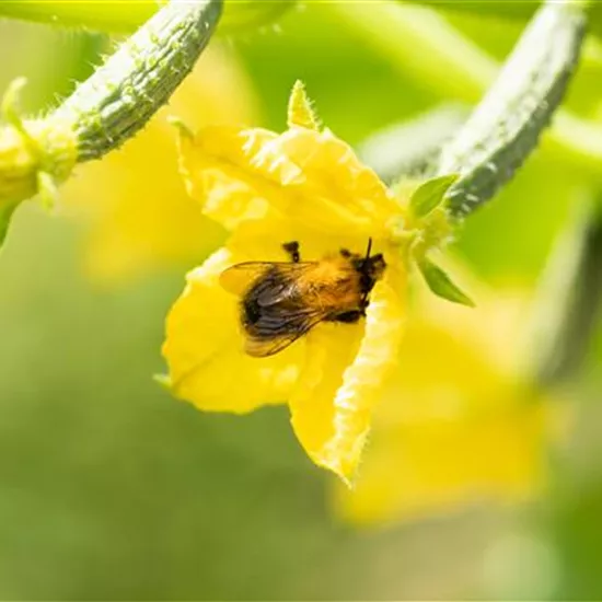 Bienenfreundliche Pflanzen für Garten und Co.