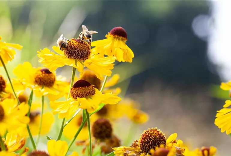 Helenium bigelovii 'The Bishop'