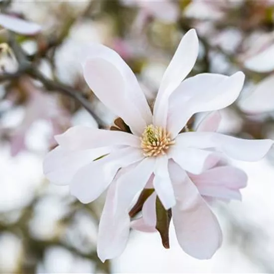 Frühblühende Gehölze zum Start ins neue Gartenjahr