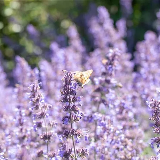 Pflanzen für sonnige Standorte – Unsere Top 10