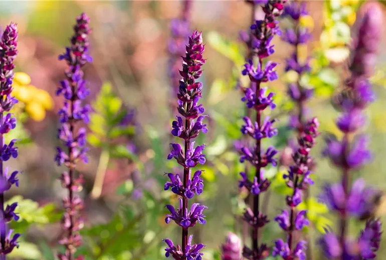 Salvia nemorosa 'Caradonna'