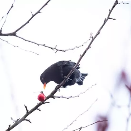 Gehölze als Nahrungsquelle für Vögel pflanzen