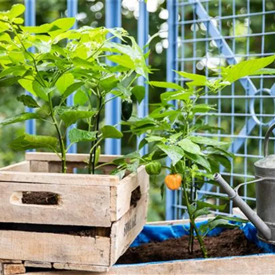 Urban Gardening Ideen für wenig Platz