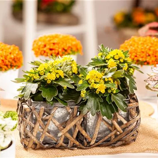 Balkonpflanzen im Herbst – Bunte Farben durch hübsche Blüten und Blätter