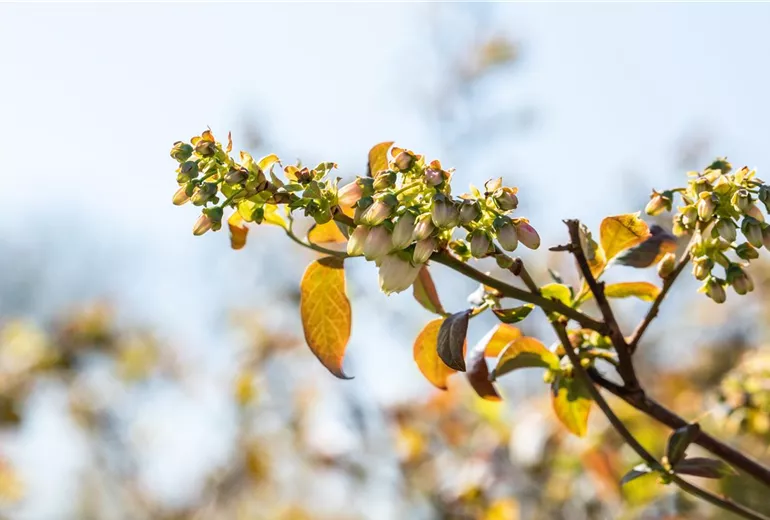 Vaccinium corymbosum 'Meader'