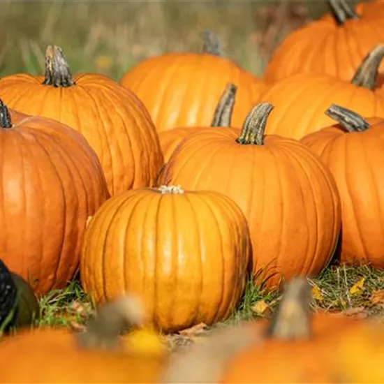 Der Herbst ist die beste Zeit für leckere und hübsche Kürbisse