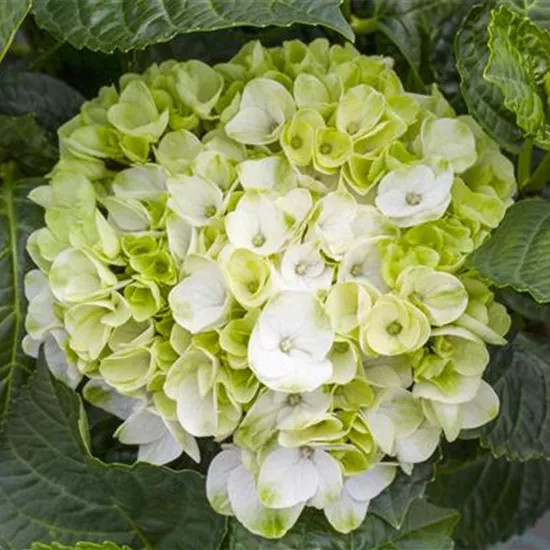 Ein bunter Garten dank der Hortensienvielfalt