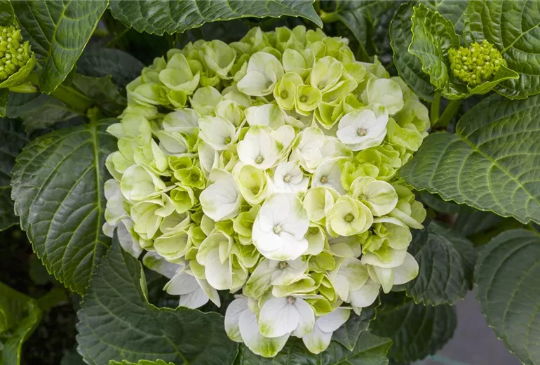 Hydrangea macrophylla 'Hochzeits-Hortensie'®