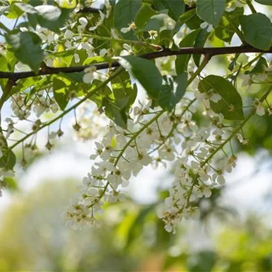 Einen stattlichen Kirschbaum im Garten anpflanzen und pflegen