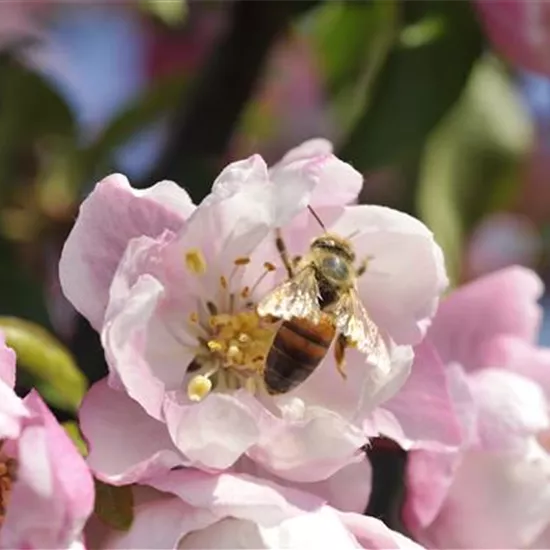 Erfolgreich bienenfreundliche Bäume und Sträucher anpflanzen