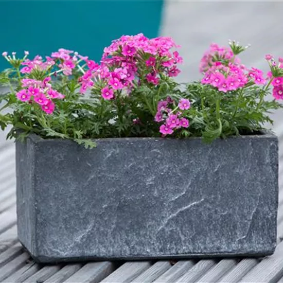 Ganzjährige Balkonpflanzen kultivieren und den Balkon genießen