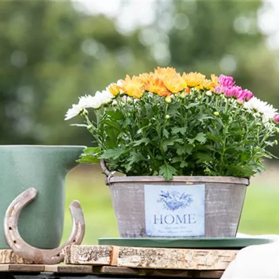 Gartengestaltung mit Pflanzgefäßen in verschiedenen Gärten