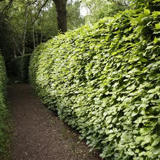Gut geschützt – Hecken pflanzen und den Garten ungestört genießen
