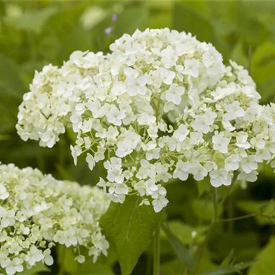Hortensien für Garten und Balkon – ein tolles Blütenspiel