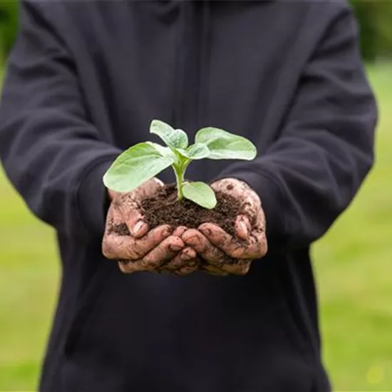 Immer eine gute Ernte: Das richtige Saatgut für das Hochbeet