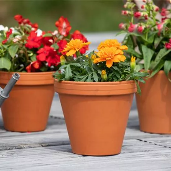 In der Menge des Angebots die richtigen Pflanzgefäße finden