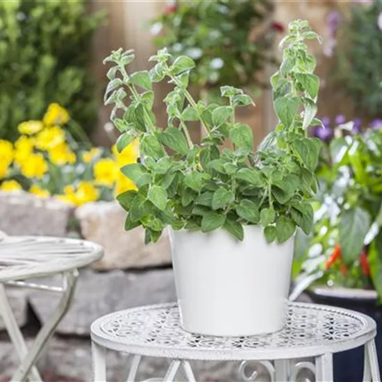 Mediterrane Kräuter im eigenen Garten – Genuss für alle Sinne