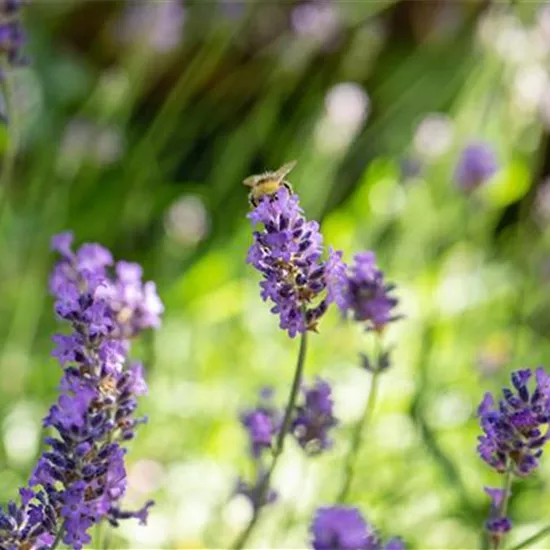 Mit Bienenpflanzen für den Balkon die Insekten unterstützen