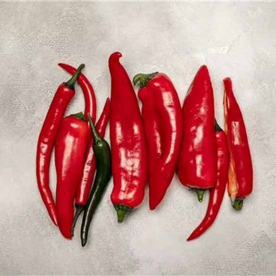 Paprika selber anbauen – Tipps für Anzucht und Ernte