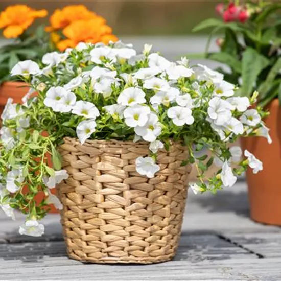 Pflanzgefäße aus unterschiedlichen Materialien – Eine Übersicht