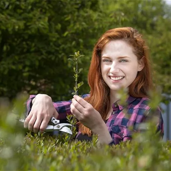 Schnipp, schnapp, Hecke ab! Heckenpflanzen schneiden im Sommer