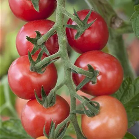 Tomaten – vielseitiges Gemüse für drinnen und draußen