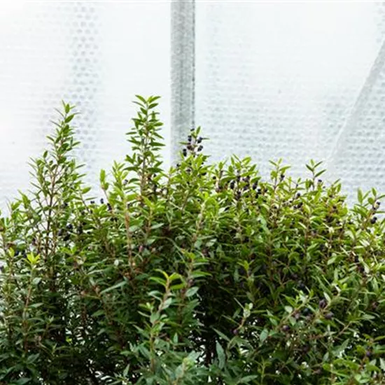 Wie Pflanzen überwintern und im Frühjahr wieder neu erwachen