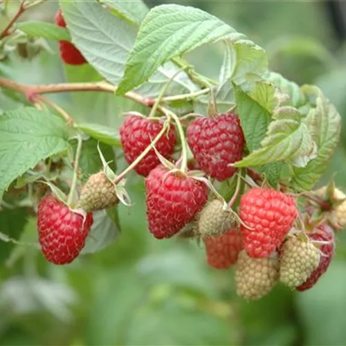 Rubus id.'Summer Chef' -S- CAC