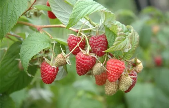 Rubus id.'Summer Chef' -S- CAC