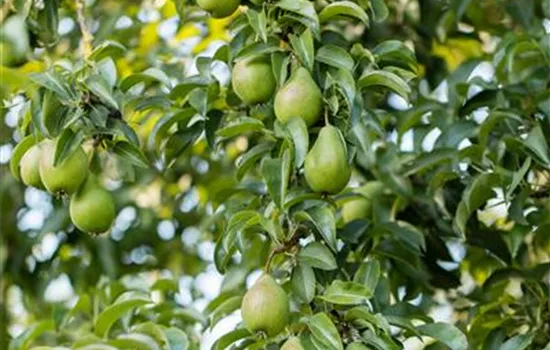 Pyrus com.'Gräfin von Paris' CAC