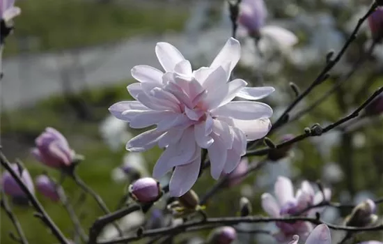 Magnolia stellata 'George Henry Kern'
