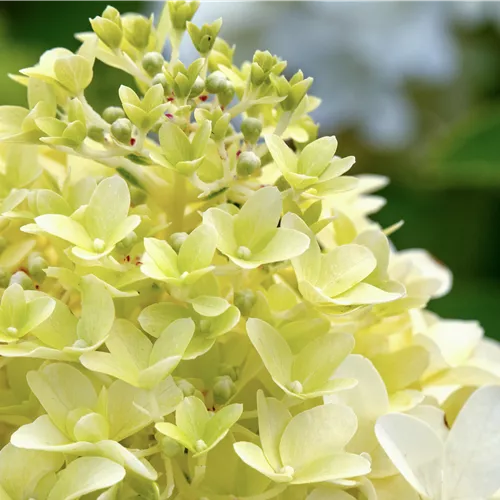 Hydrangea panic. 'Skyfall' ®