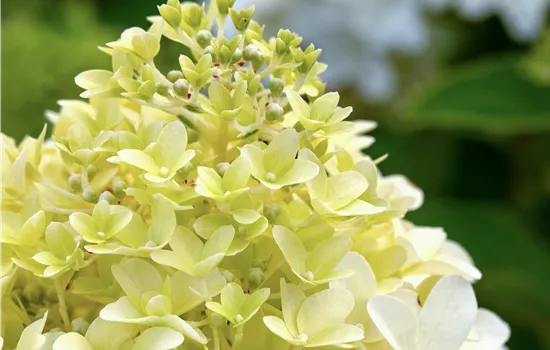 Hydrangea panic. 'Skyfall' ®