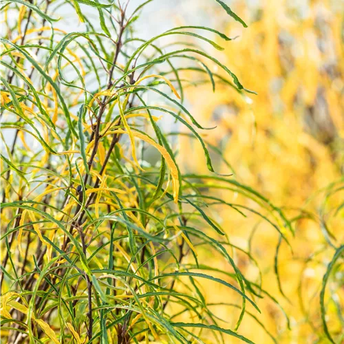 Rhamnus frangula 'Fine Line' -R-