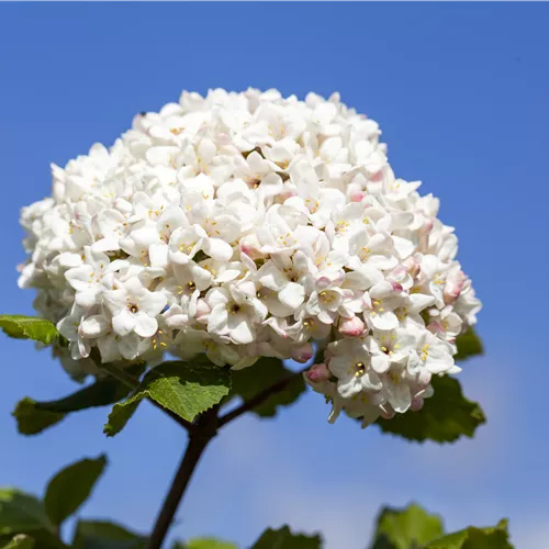 Viburnum carlcephalum