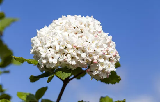 Viburnum carlcephalum